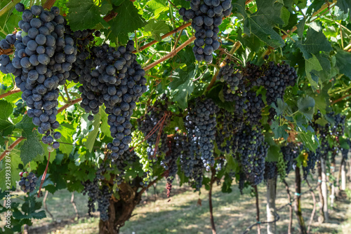 Obraz na plátně Grapes from Trentino-Alto Adige