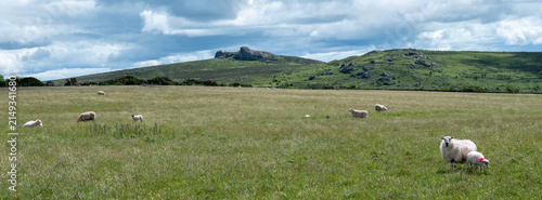 sheep graze in meadows of dartmoor national park in devon