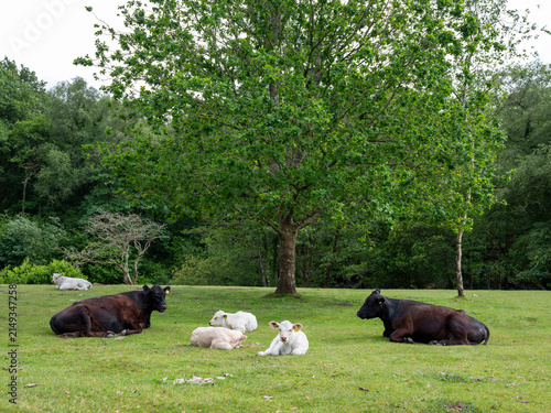 cows and calves recline in grass on bank of river dart in dartmoor
