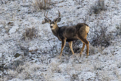 Mule Deer on a Snowy Hillside