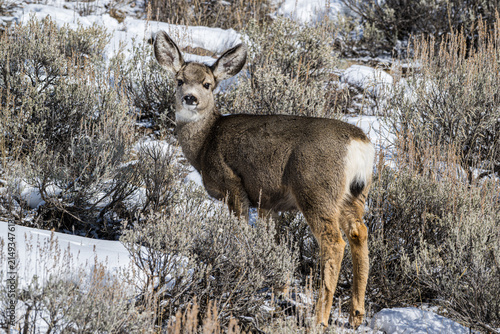 Mule Deer on a Snowy Hillside