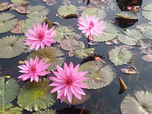 Fotografie water lilies in the pond
