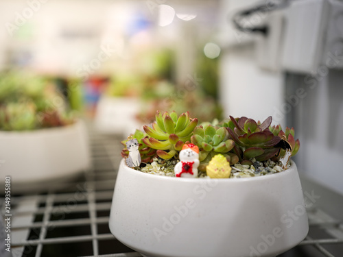 Photography cute succulent potted plant desktop fresh healing decorative ornament