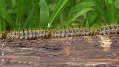 Processionary Caterpillars Crawling in a Line Across a Fallen Log