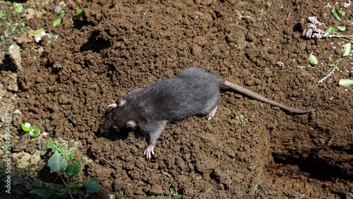 Canvastavla A rat sits atop a mound of earth beside the burrow entrance it has just dug outdoors