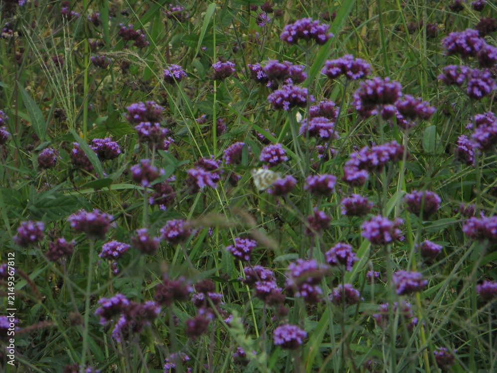 Fototapeta premium Purple Wildflowers Blooming in a Meadow