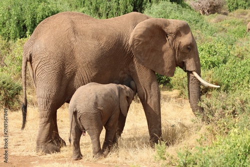 Obraz na płótnie Baby elephant nursing on mother.
