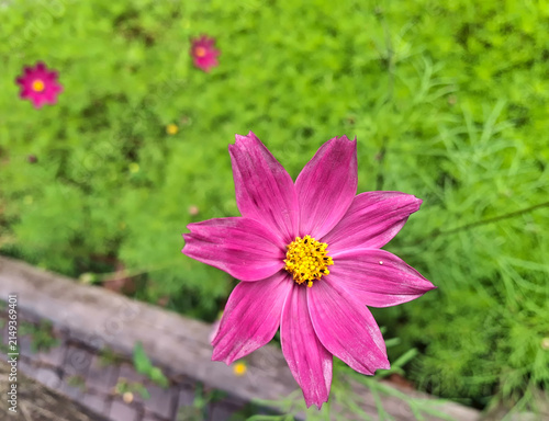 beautiful and vivid eight-petaled flower in the bright grass