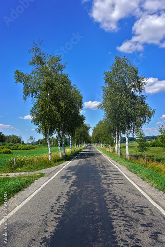 Birkenallee im Pfrunger-Burgweiler Ried; Oberschwaben; Baden Württemberg; Deutschland