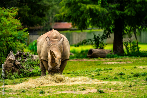Foto Rhino eating
