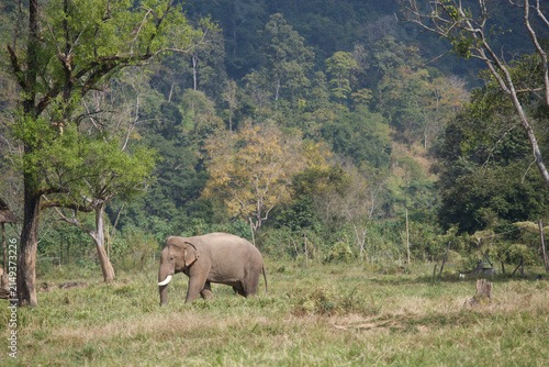 Fotografie Asian elephant in Thailand