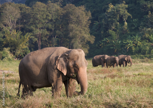 Obraz na płótnie Asian elephant in Thailand