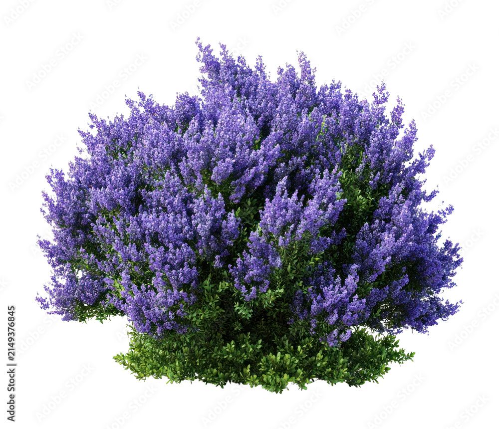 Obraz premium PNG Vibrant lavender bush isolated.