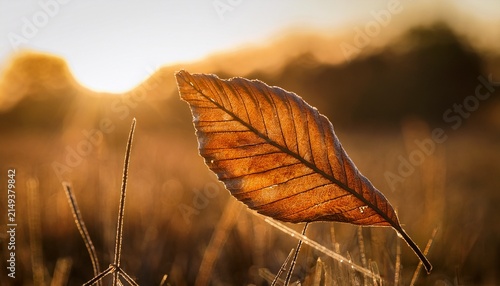 Extreme Close Up Of A Dry Withered Leaf Illuminated By Bright Morning Sunlight In A Field
