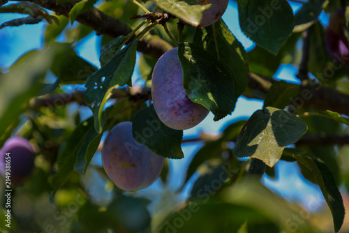 Fotografía Ripe purple plums hang on a tree branch surrounded by dense green leaves in bright daylight