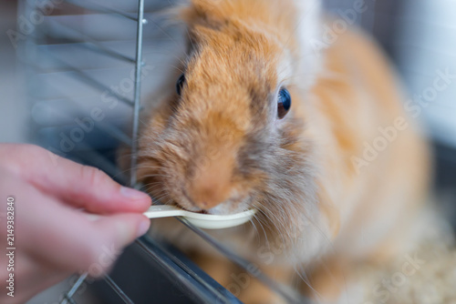 Fotografie Brown lionhead rabbit being hand fed with a spoon inside a cage for pet care and