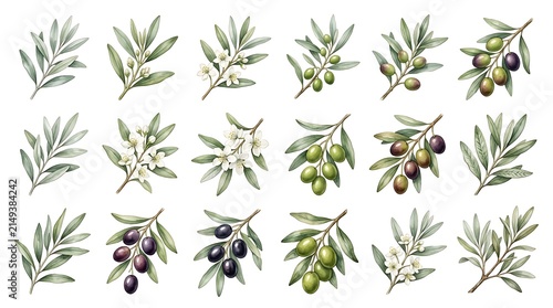 Set of watercolor olive branches with green and black olives, white flowers, and leaves isolated on a white background