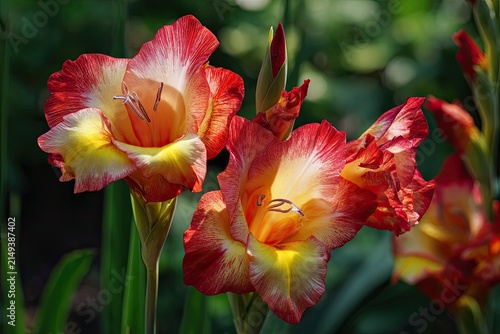 Beautiful blooming gladiolus flowers in vibrant red and yellow colors