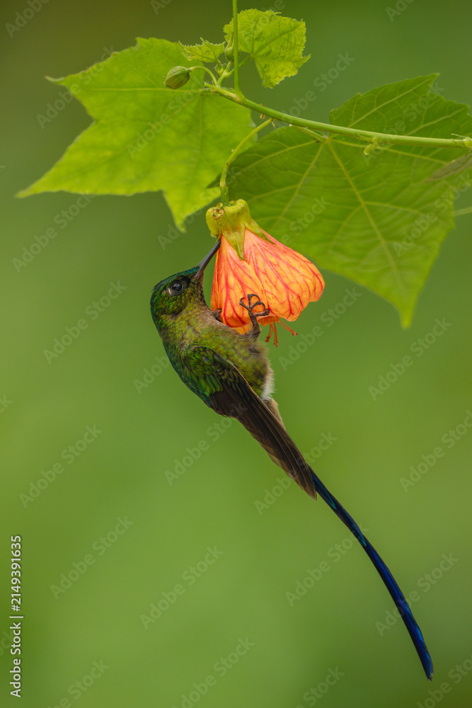 Naklejka premium Male violet-tailed sylph hangs drinking from flower