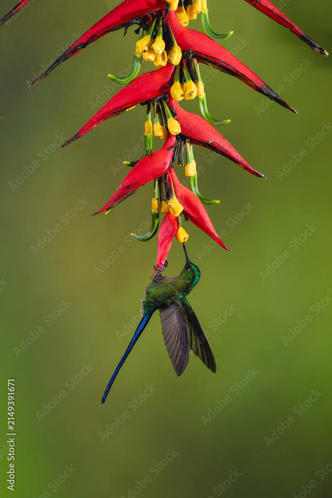 Obraz premium Male violet-tailed sylph hangs below heliconia drinking