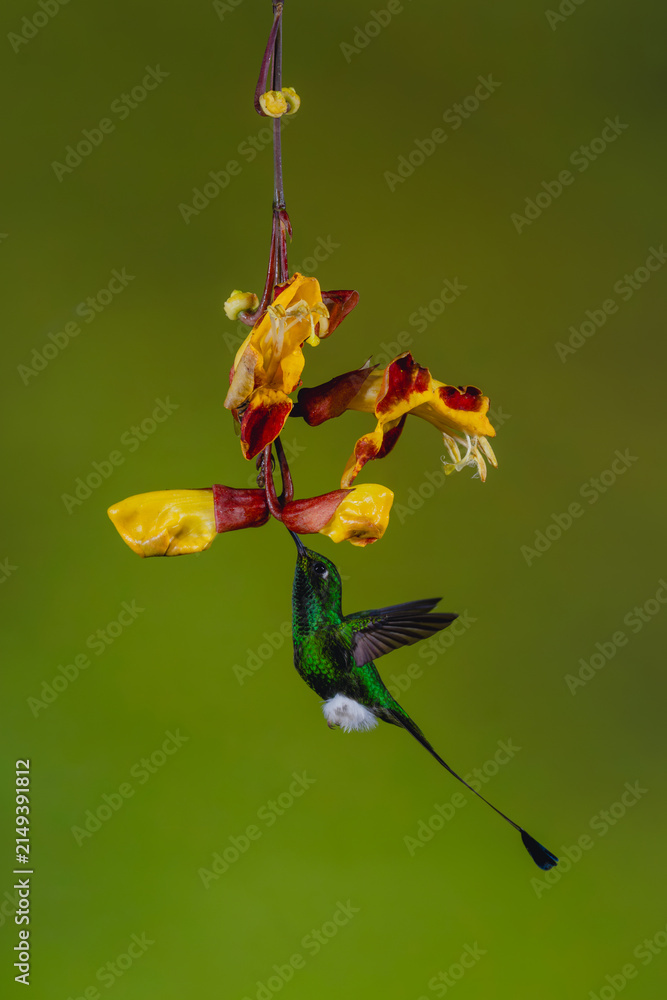 Obraz premium Male white-booted racket-tail drinking from Mysore trumpetvine
