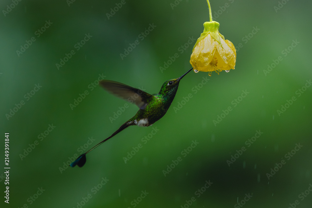 Obraz premium Male white-booted racket-tail drinking from yellow flower
