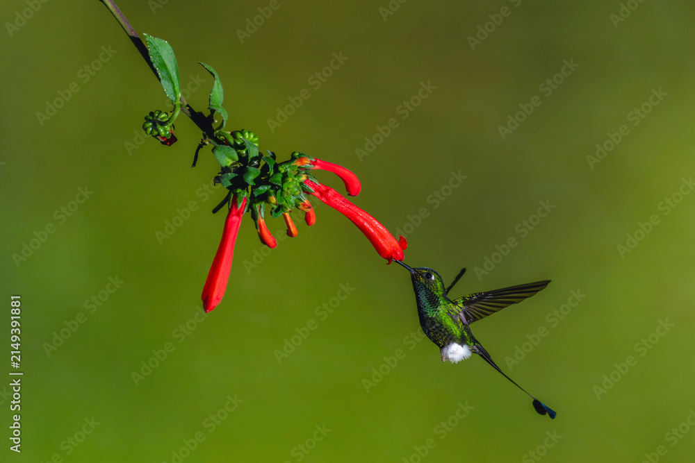 Obraz premium Male white-booted racket-tail drinks from Cape fuchsia