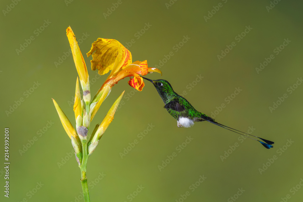 Naklejka premium Male white-booted racket-tail drinks from yellow lily