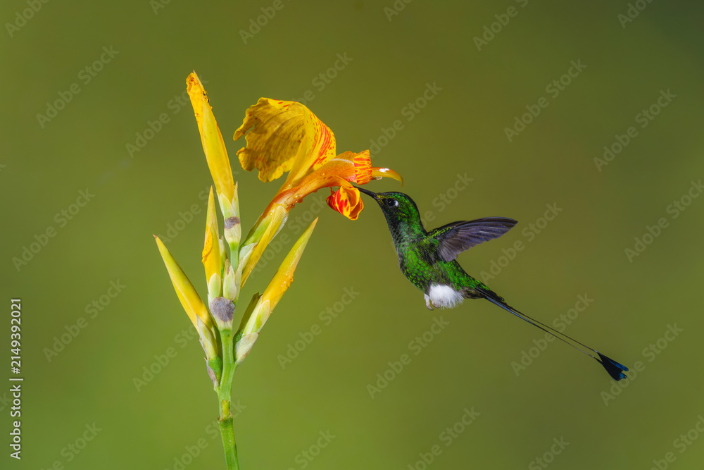 Obraz premium Male white-booted racket-tail feeding from yellow flower