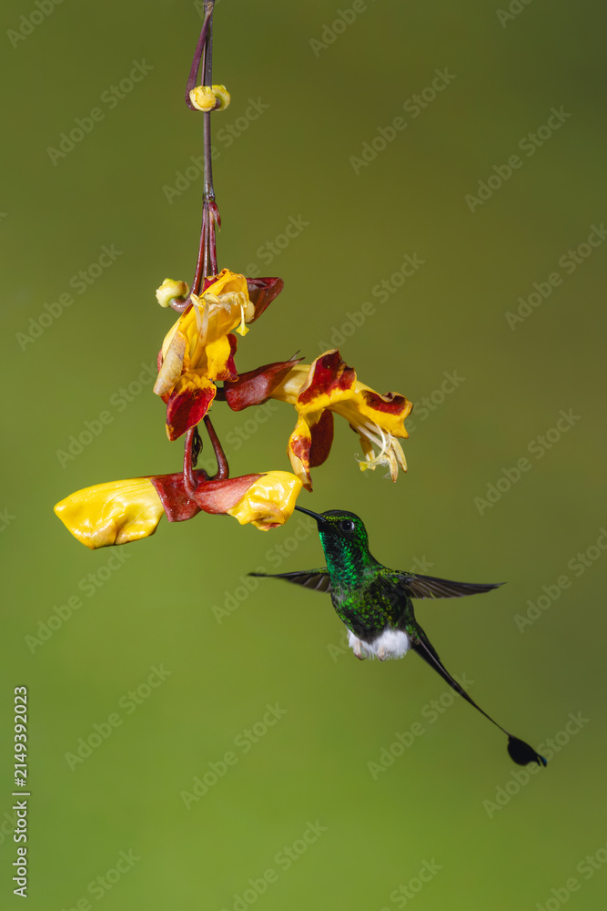 Obraz premium Male white-booted racket-tail feeding on Mysore trumpetvine
