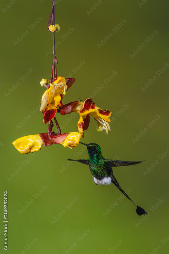 Obraz premium Male white-booted racket-tail feeding from Mysore trumpetvine