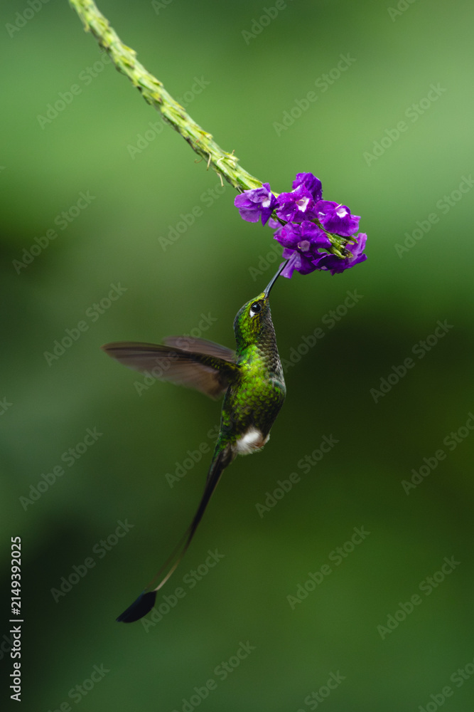 Obraz premium Male white-booted racket-tail drinks hovering under flower
