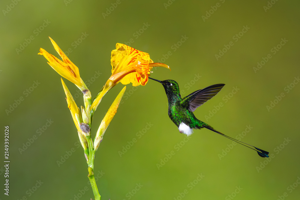 Obraz premium Male white-booted racket-tail feeding on yellow flower