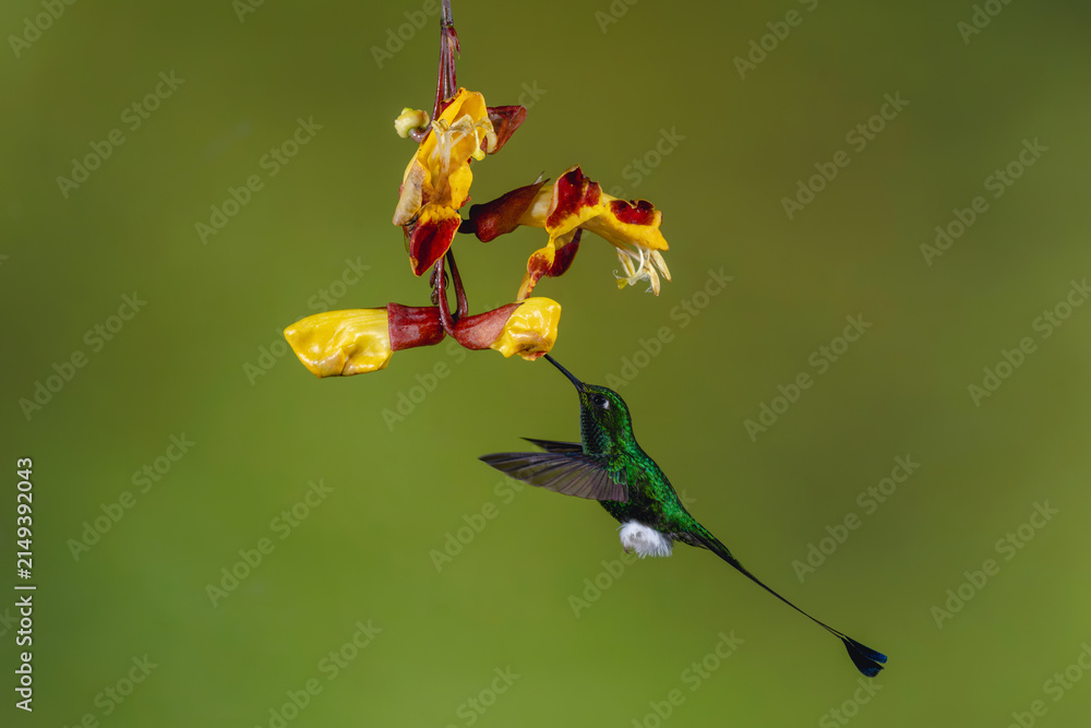Obraz premium Male white-booted racket-tail feeds from Mysore trumpetvine