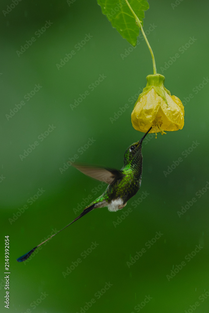 Obraz premium Male white-booted racket-tail feeds from drooping flower
