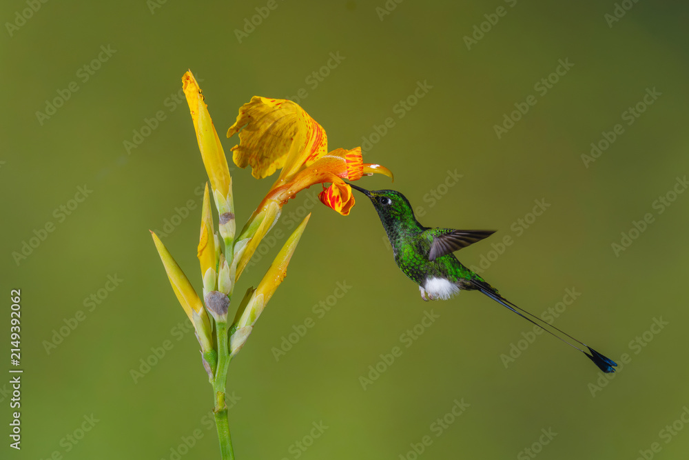 Naklejka premium Male white-booted racket-tail feeds from yellow flower