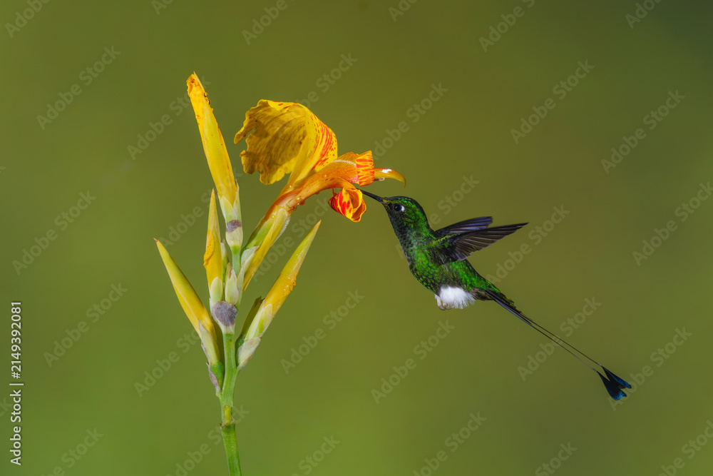 Naklejka premium Male white-booted racket-tail feeds on puffball flower