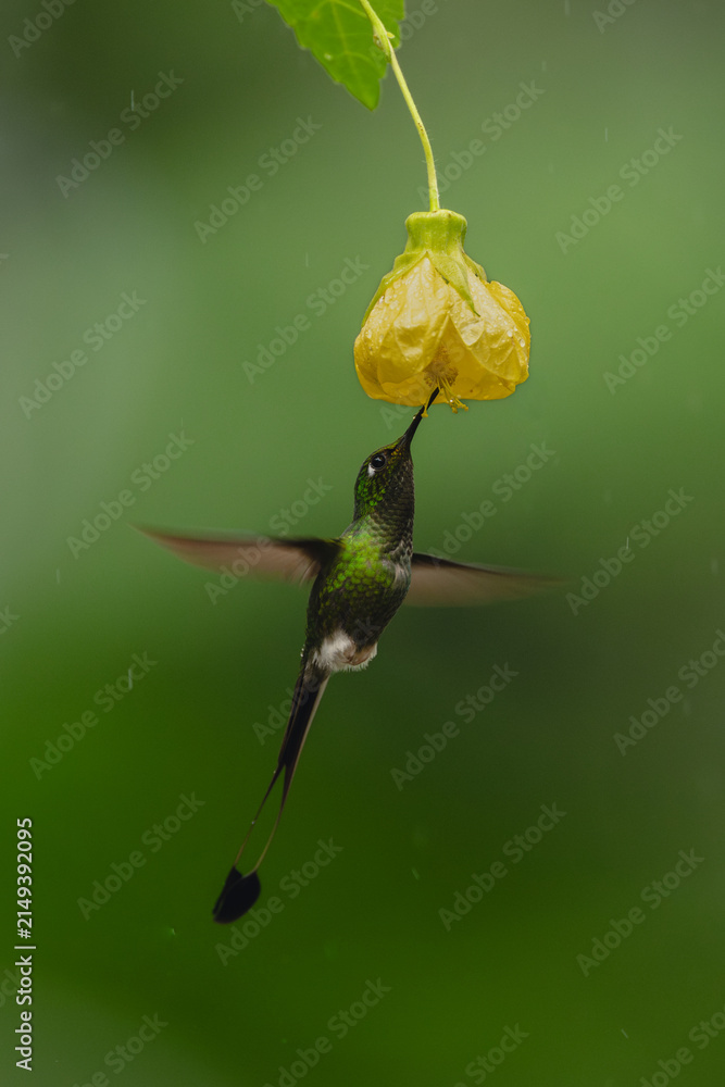 Naklejka premium Male white-booted racket-tail feeds on yellow flower