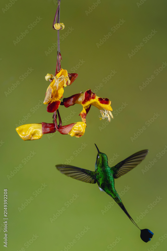 Naklejka premium Male white-booted racket-tail flies under Mysore trumpetvine