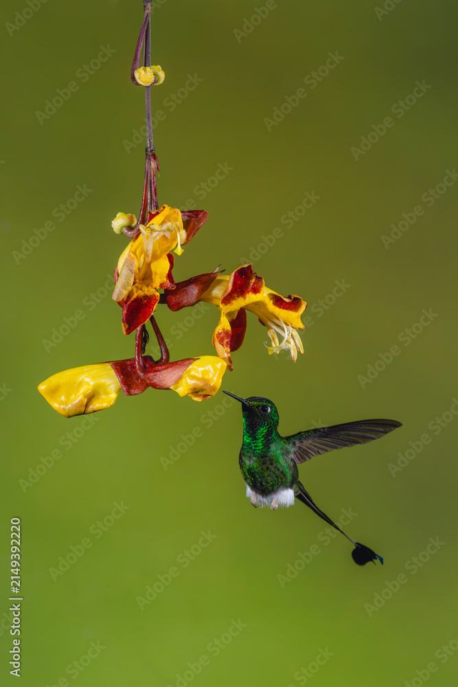 Obraz premium Male white-booted racket-tail flutters under Mysore trumpetvine