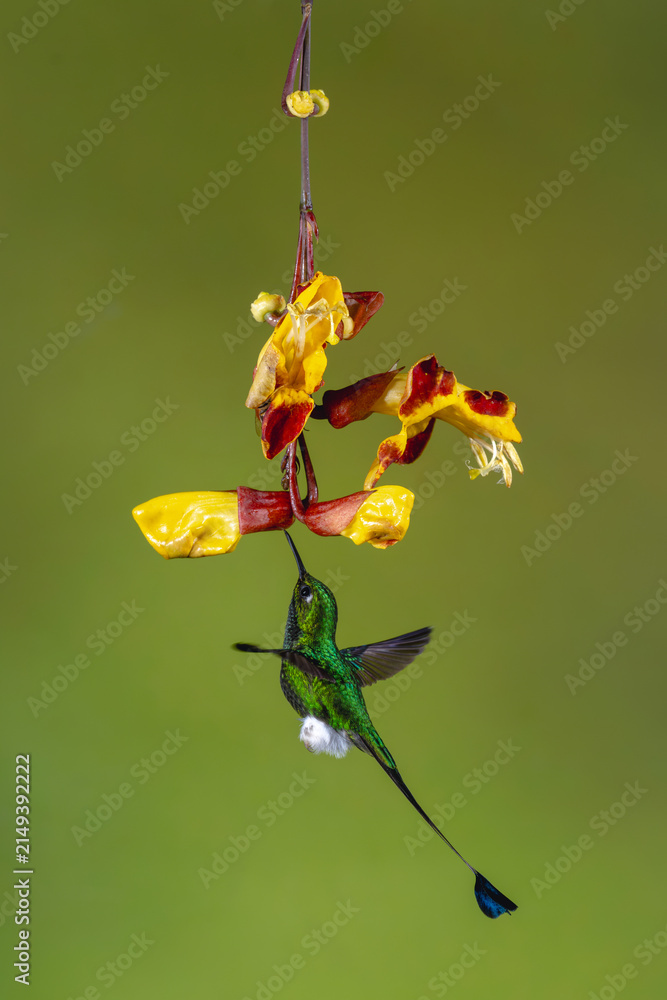 Obraz premium Male white-booted racket-tail flutters licking Mysore trumpetvine