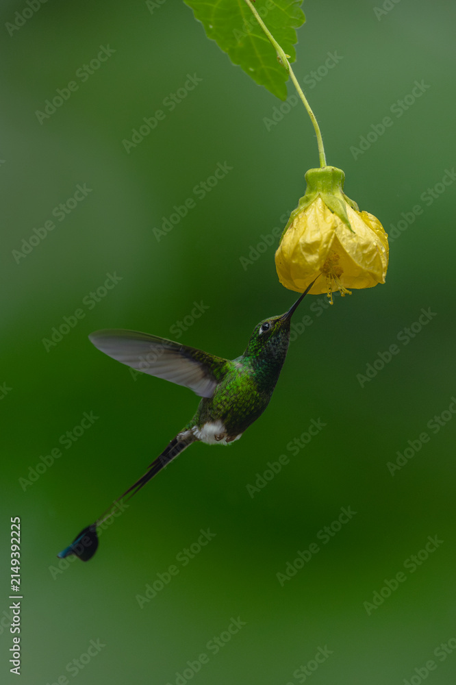 Naklejka premium Male white-booted racket-tail flutters licking yellow flower
