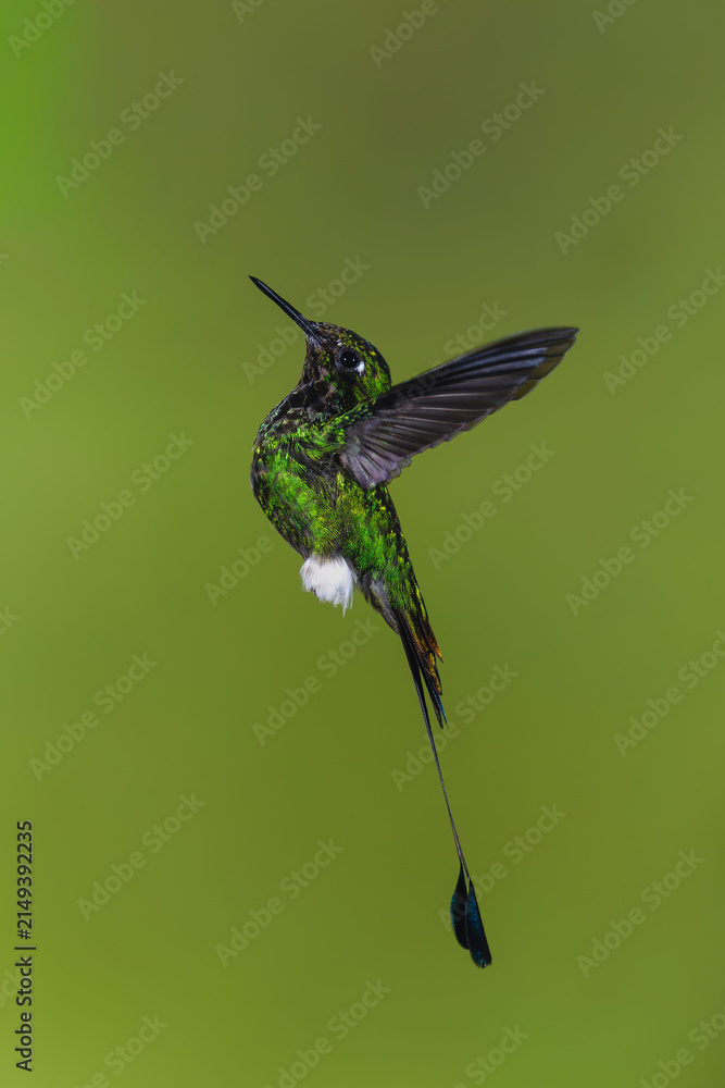 Naklejka premium Male white-booted racket-tail hovers against green background