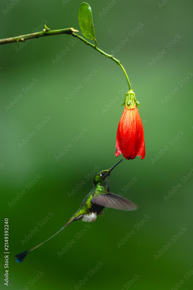 Naklejka premium Male white-booted racket-tail flutters under red flower