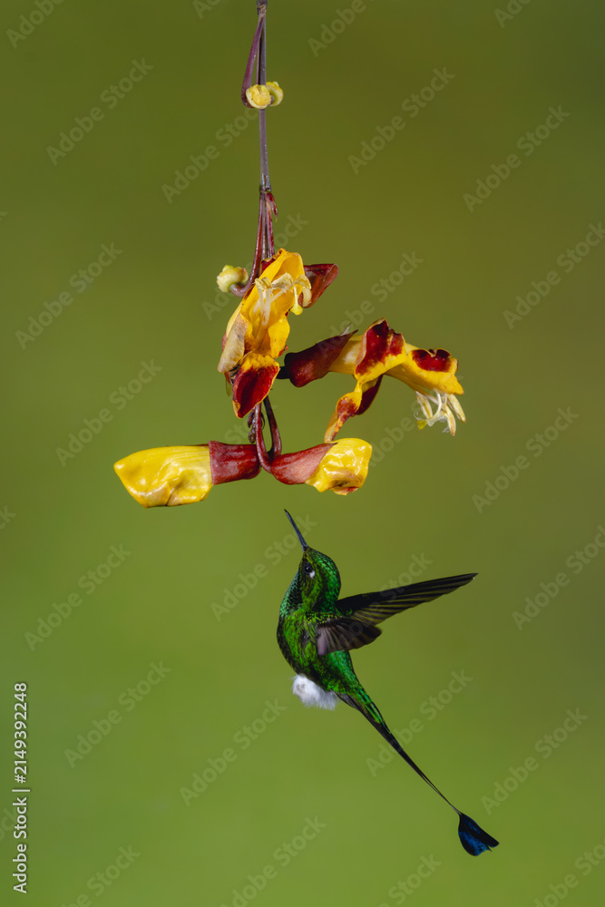 Naklejka premium Male white-booted racket-tail hovers below Mysore trumpetvine