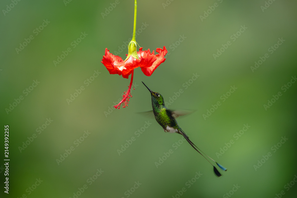 Naklejka premium Male white-booted racket-tail hovers below red flower