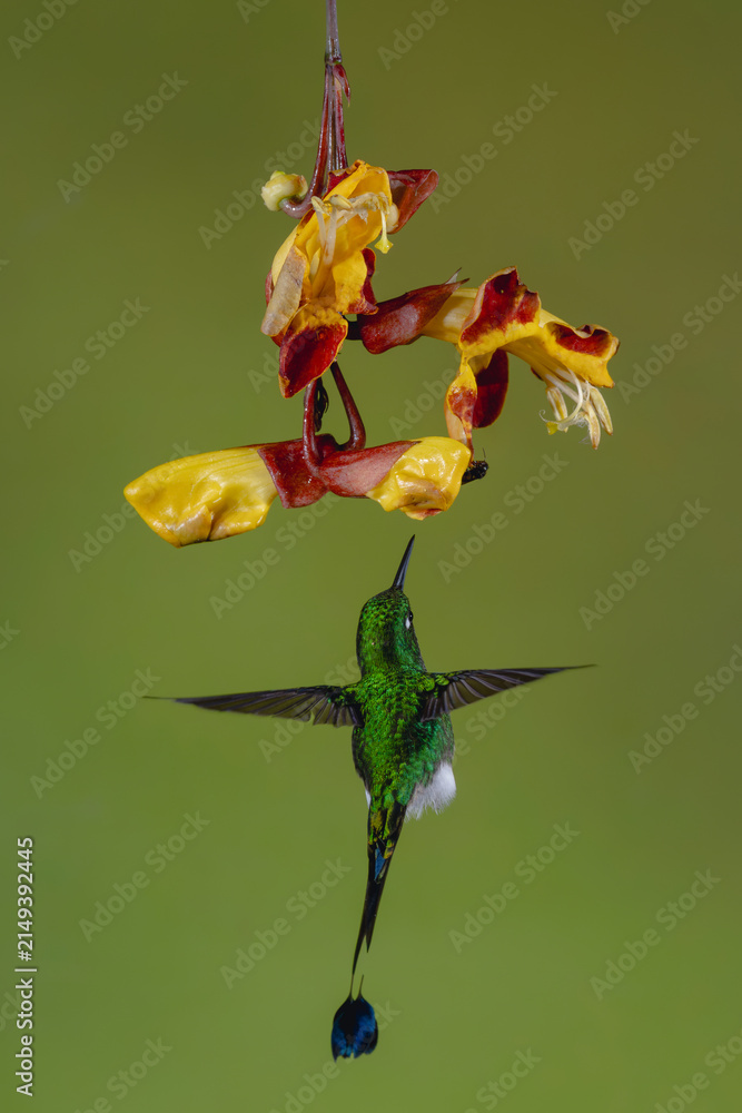 Naklejka premium Male white-booted racket-tail hovers beneath Mysore trumpetvine