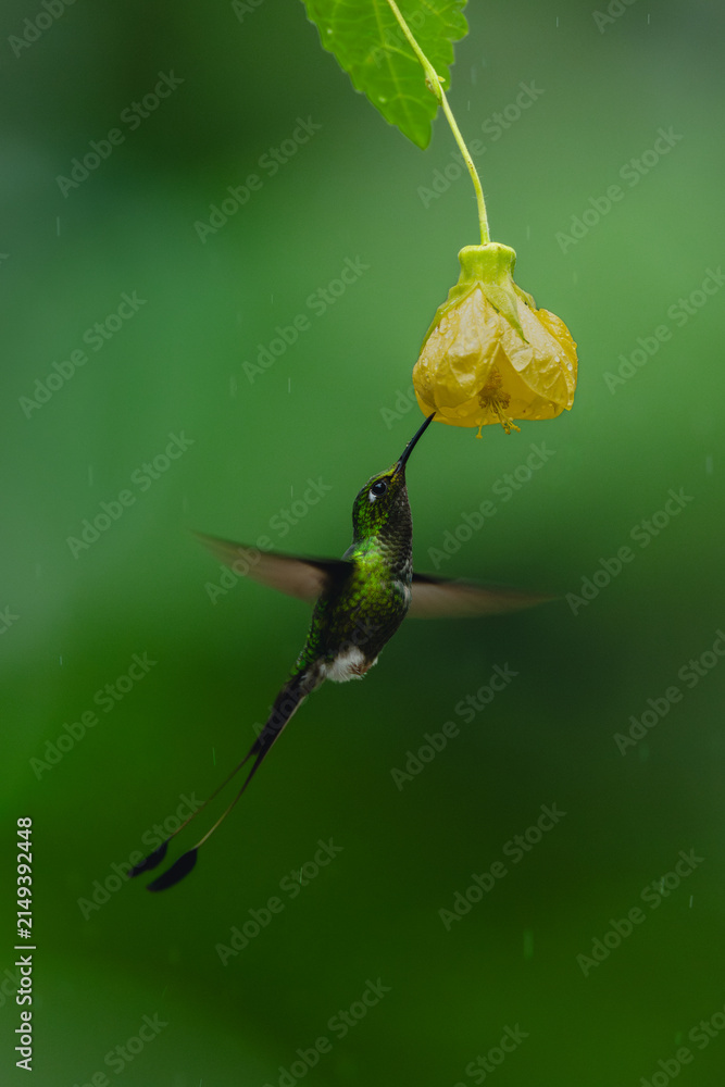Obraz premium Male white-booted racket-tail hovers below yellow flower