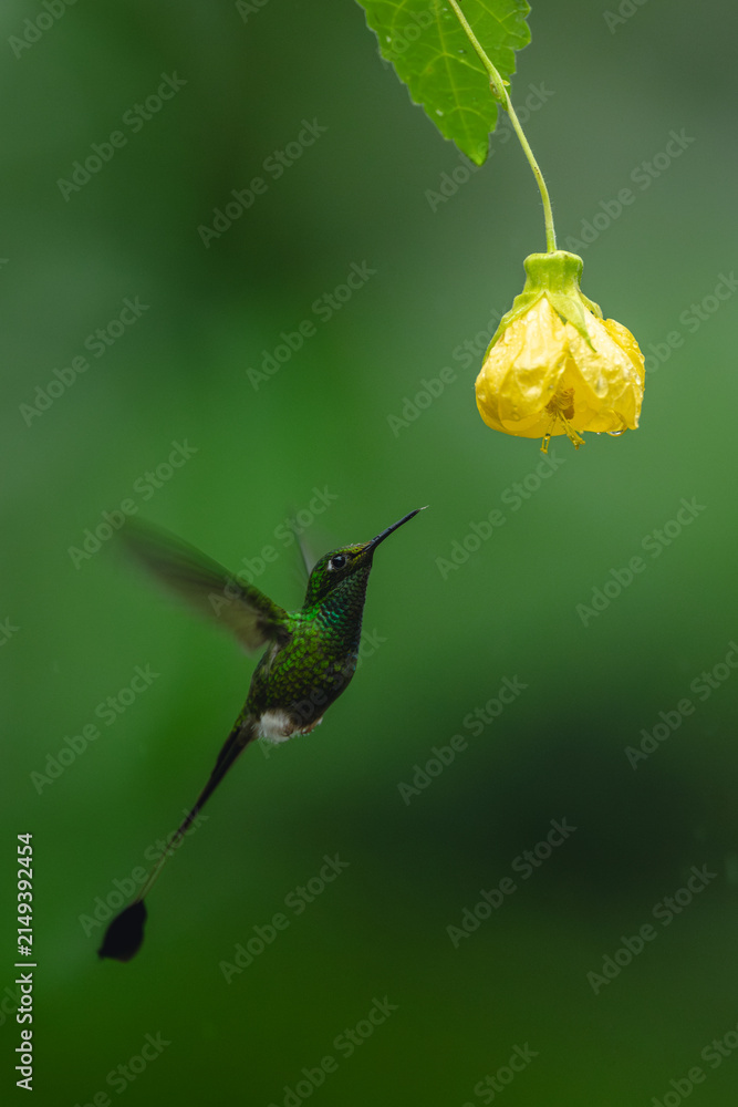 Obraz premium Male white-booted racket-tail hovers beneath yellow flower