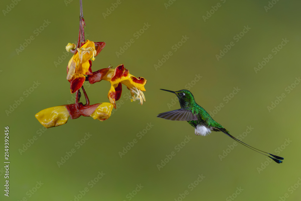 Naklejka premium Male white-booted racket-tail hovers by Mysore trumpetvine